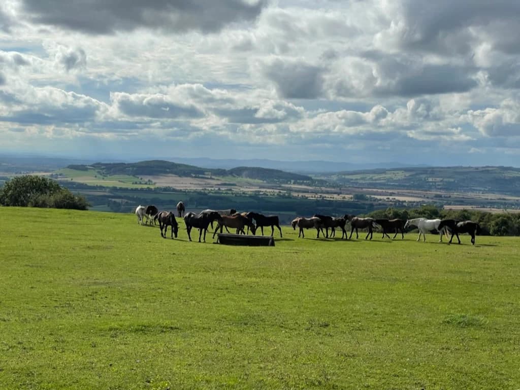 Cotswolds Riding at Jill Carenza Equestrian — horse riding